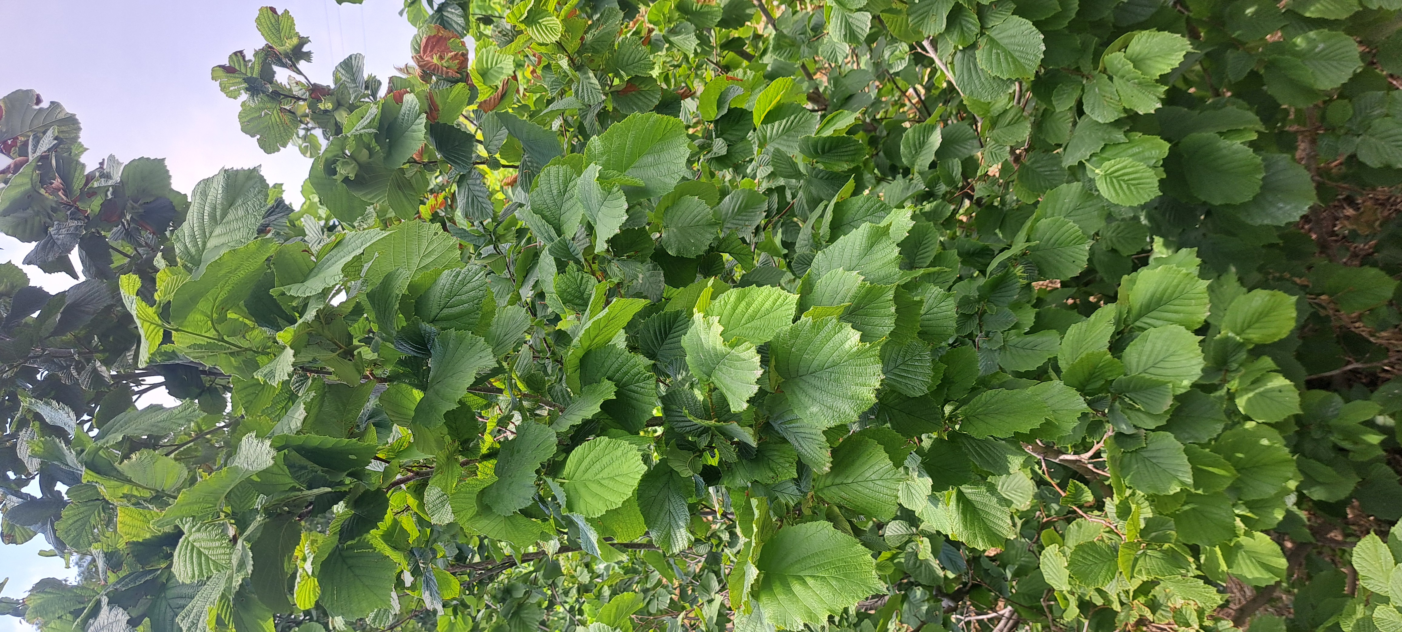 نهال کیسه یی فندق